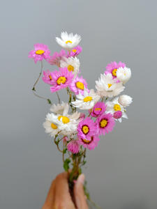 AX-13 2021 producto más vendido rodanthe Margarita flores secas conservadas Margarita conservada para la decoración del hogar - Product Image 4