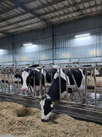 Barrière d'alimentation frontale autobloquante pour bovins, système de retenue du cou pour l'alimentation des vaches laitières