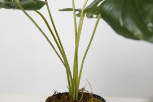 Venta al por mayor Monstera <span class=keywords><strong>plantas</strong></span> tamaño pequeño Artificial arbustos <span class=keywords><strong>plantas</strong></span> en macetas <span class=keywords><strong>plantas</strong></span> <span class=keywords><strong>artificiales</strong></span> casa estante de escritorio decoración de la Mesa - Product Image 4