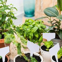Étiquettes de plantes en forme de T réutilisables de haute qualité à prix plus bas, en plastique blanc/couleur personnalisée, faciles à installer, différentes tailles pour les panneaux