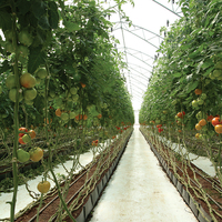 Systèmes de culture hydroponique bon marché en plastique pp pour tomates en rouleaux