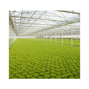 Lớn Nông Nghiệp Nhà kính giá rẻ PE Chất liệu hai lớp cho trồng thủy canh bắp cải & cà chua - Product Image 1