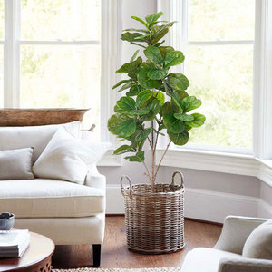 Albero di Ficus Lyrata Artificiale di Alta Qualità in Plastica, 120-180CM, Altamente Realistico, Resistente ai Raggi UV, Ecologico, per Decorazioni Interne ed Esterne - Product Image 5