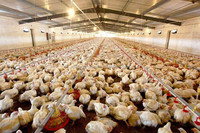 Mangeoire Automatique pour Poulets 2026 – Nouveauté Chinoise à Succès