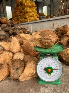 ถุงตาข่ายมะพร้าวสดแห้งผู้ใหญ่กึ่ง deghusked การเก็บเกี่ยวมะพร้าวโดยตรงจากเวียดนามฟาร์มท้องถิ่นโดย99ทองข้อมูล - Product Image 2