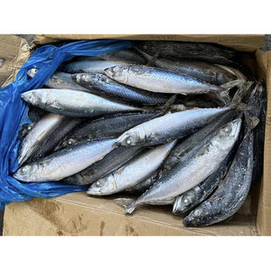 Precio de caballa <span class=keywords><strong>China</strong></span> Caballa Pescado de hielo Pescado de caballa del Pacífico congelado - Product Image 3