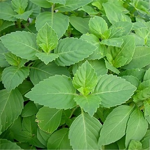 Feuilles de Tulsi Complément alimentaire naturel à base de plantes Soutient l'immunité Réduit le stress Favorise la santé respiratoire et améliore le bien-être général - Product Image 2