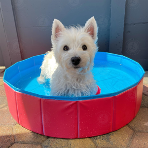 Baignoire pliable <span class=keywords><strong>en</strong></span> <span class=keywords><strong>plastique</strong></span> <span class=keywords><strong>dur</strong></span> <span class=keywords><strong>pour</strong></span> chat et animaux de compagnie pataugeoire <span class=keywords><strong>piscine</strong></span> <span class=keywords><strong>pour</strong></span> chiens de grande taille - Product Image 6