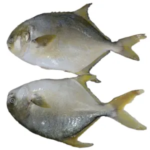 Pesce Pomfret dorato IQF congelato per la malesia