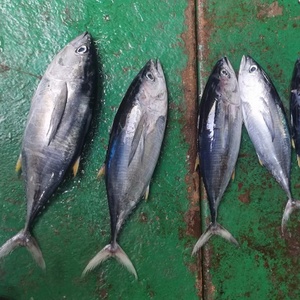 Camarón Entero Congelado en el Mar IQF 10kg/Caja |   Pescado con Alto Contenido de Proteínas y Bajo en Azúcar, Certificado ISO, Marca OASIC, Fujian, para el Mercado Africano - Product Image 6