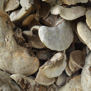 <span class=keywords><strong>เห็ด</strong></span>อะการิโค-พุลปาซูโบเลนส์<span class=keywords><strong>แห้ง</strong></span>ทั้งใบมีกลิ่นหอม - Product Image 5