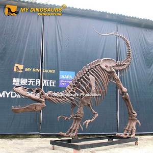 Của Tôi Dino DS634 Cử Động Được <span class=keywords><strong>Skeleton</strong></span> Real Bộ Xương Khủng Long Để Bán - Product Image 3