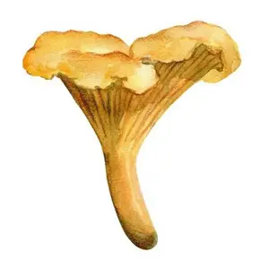 Экстракт грибов Лисичек высокого качества/экстракт cantharellus cibarius/порошок полисахарида лисички 30%