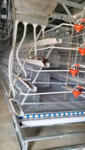 QM HY-JT-98 Gabbia per Polli a 3/4 Piani in Acciaio Zincato a Caldo, Nuova Allevatrice Automatica per Pollame e Quaglie - Product Image 6