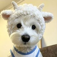 Chapeau pour chien en peluche mignon en forme de petite brebis avec cornes bouclées, accessoire photo pour petit chien, coiffe décorative amusante