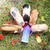 Poupées cochon reborn de 4,3 pouces en silicone souple, mini cochon réaliste, mignon, animal nouveau-né, jouet éducatif de dessin animé, unisexe