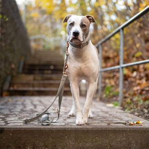 <span class=keywords><strong>Collar</strong></span> y Correa Ajustables para Perros de Alta Calidad, con Tacto Suave de Nailon y Hebilla Dorada Rosa - Product Image 4