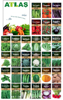 Kit de survie pour jardin potager Atlas, 29 variétés modernes, origine Chine, pour la culture des légumes