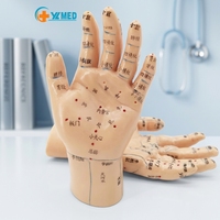 Modelo de Mano de 15 cm para Acupuntura, Masaje, Zona de Reflexología, Aprendizaje de Medicina China, Enseñanza
