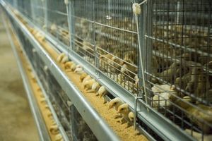 Disegno semi automatico gabbie di pollo prezzo di 120 strati di pollame batteria gabbie di pollo per animali in vendita in kenya zimbabwe - Product Image 3