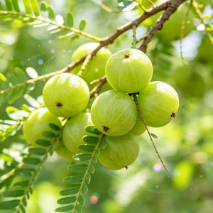 Sirop naturel de Phyllanthus Emblica (Amla) – Saveur stable, sans additifs, pour aliments, boissons, bubble tea et boissons santé fonctionnelles - Product Image 3