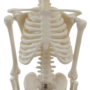 Modèle squelettique de 45 cm, équipement pédagogique médical, modèle squelettique humain en gros pour l'enseignement et l'équipement médical - Product Image 2