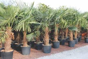 NOUVEAU Black Trade Heavy Duty Huge Premium Nursery Easy Release conteneurs pour arbres pots de plantes géants en <span class=keywords><strong>plastique</strong></span> pour arbres - Product Image 5