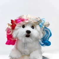 Perruque de cosplay personnalisée pour animaux de compagnie, perruque ajustable, accessoire de costume amusant pour animaux, déguisement pour animaux