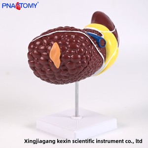 การจำลองทางการแพทย์ตับมนุษย์แบบจำลองทางกายวิภาค PNT-07521พยาธิสภาพตับตับตับพอร์ทัลถุงน้ำดีโครงสร้างท่อน้ำดี - Product Image 4
