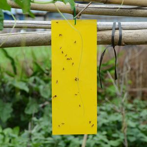 Bẫy Dính Hai Mặt Màu Vàng Giá Bán Buôn Chất Lượng Cao Cho Côn Trùng Bay Trong Nhà Kính - Product Image 3