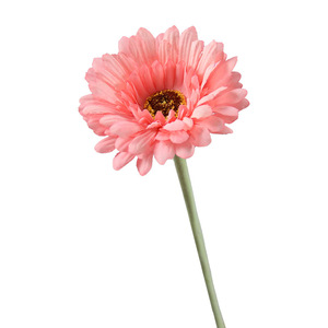 Flor Artificial de Gerbera de Tallo Único Rosa de Dongchen Crafts, Decoración para Bodas y Hogar, Tamaño Grande - Product Image 5