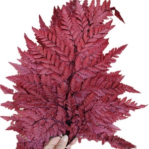 ดอกไม้แห้ง จัดดอกไม้ วัสดุตกแต่งแจกัน เฟิร์น เฟิร์นขาวอบแห้ง ใบไม้จริง เฟิร์นบอสตันแห้งพร้อมก้าน - Product Image 5