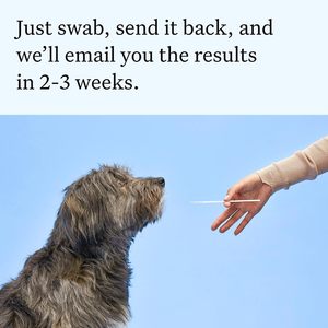 Kit Esencial para Pruebas de ADN Canino, Prueba de Alta Precisión para Más de 430 Razas de Perros, 30 Afecciones Genéticas, Más de 50 Características, Ascendencia, Más de 5 Millones de Mascotas - Product Image 6