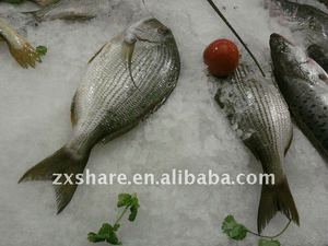 Máy Làm Đá Vảy Máy Làm Đá Công Nghiệp Nước Biển Bằng Thép Không Gỉ Để Làm Mát Hải Sản - Product Image 3