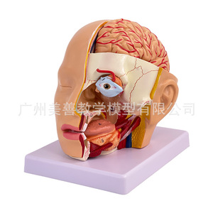 Modèle simulé de tête humaine et d'artères cérébrales ; modèle d'anatomie cérébrale ; modèle cérébrovasculaire pour la neurologie médicale. - Product Image 4
