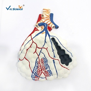 Modelo Anatómico del Sistema Respiratorio Humano y Alvéolos Ampliados para la Enseñanza de Medicina Respiratoria en Facultades de Medicina, con Certificación CE, ISO y ROHS - Product Image 6