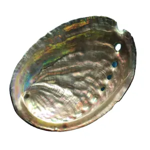 Natural Abalone Shells Of Various Sizes Wholesale large Conch Sea shell abalone shells for burning sage