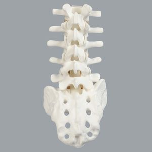 Modello in Schiuma Solida della Colonna <span class=keywords><strong>Lombare</strong></span> da L1 a Sacro, Modello Osseo Simulato per l'Insegnamento e la Formazione in Anatomia Ortopedica della Colonna Vertebrale - Product Image 4
