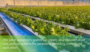 CHOYUEH heißer Verkauf Professional Design Intelligent Control Gewächshaus Multi Span Gewächshaus - Product Image 5