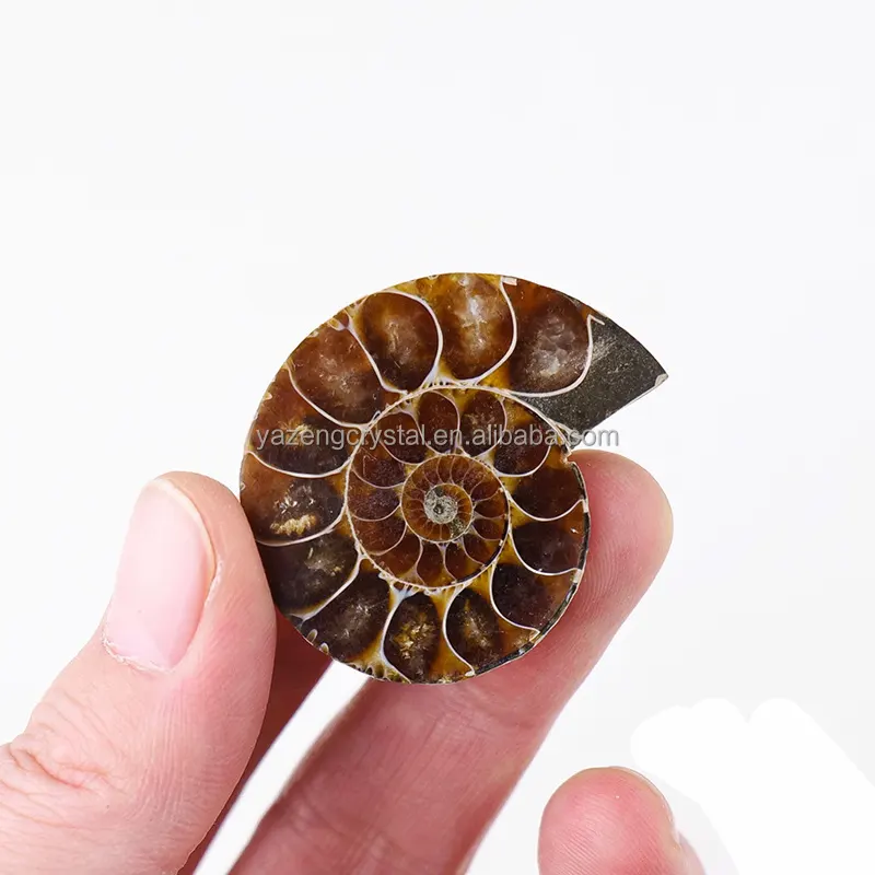 Vente en gros Paire Ammonite Fossile Conque Madagascar Chrysanthème Escargot Fossile Pour Pendentif Cristal Feng Shui Décoration de La Maison