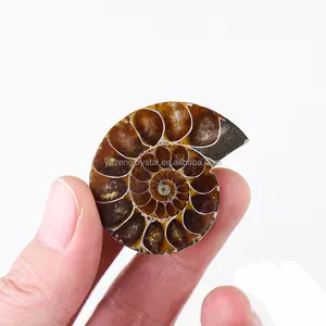 Wholesale Pair Ammonite Fossil Conch Madagascar Chrysanthemum Snail Fossil For Pendant Crystal Feng Shui Home Decoration