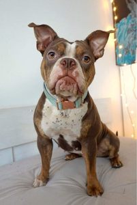 Laisse ARING PET, collier et laisse pour chien Veet, doux et confortable, colliers réglables pour chiens - Product Image 4