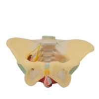 Modelo de bronquios humanos médicos de Biología avanzada con modelo de anatomía de laringe