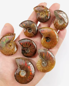 Vente en gros : Spécimen d'<span class=keywords><strong>Ammonite</strong></span> opaline irisée, cristal de guérison naturel avec support de présentation pour la décoration intérieure Feng Shui - Product Image 4