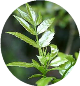 Dihydromyricetin Cápsulas Em Pó Atacado 98% <span class=keywords><strong>DHM</strong></span> Dihydromyricetin em Massa - Product Image 2