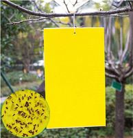 Planches collantes double face 2025 Offre Spéciale avec colle pour plantes
