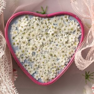 Vente en gros de fleurs séchées faites à la main pour nail art, fleurs non pressées pour marque-page et étui de téléphone - Product Image 4