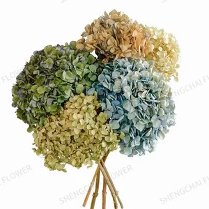 DIY材料不朽保存的新鲜安娜绣球花五彩永远持久的绣球花与树枝