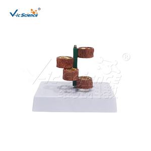 Modelo de Simulación Vascular Anatómica Humana, Modelo del Sistema Cardiovascular, Modelo de Herida, Modelo de <span class=keywords><strong>Enfermedad</strong></span> Vascular de Cuatro Etapas - Product Image 5