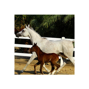 Cercado de PVC para <span class=keywords><strong>Caballos</strong></span> de Carreras, Recubrimiento de PVC para Caballerizas, Cercado de Plástico Negro para <span class=keywords><strong>Caballos</strong></span> - Product Image 4